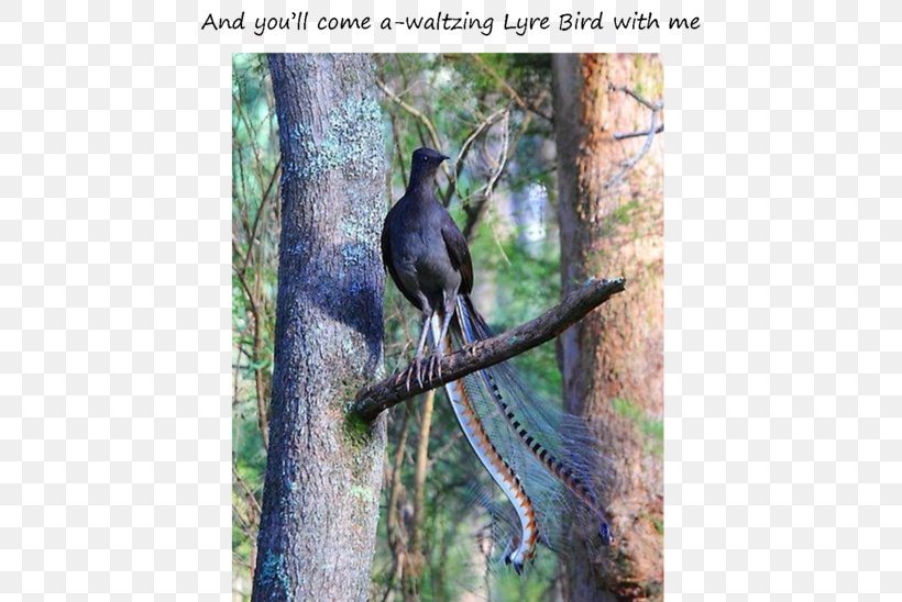 Superb Lyrebird Albert's Lyrebird Beak Passerine, PNG, 550x548px, Bird, Animal, Australia, Beak, Branch Download Free