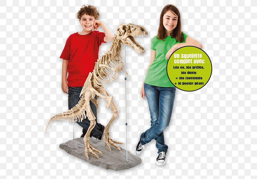Tyrannosaurus Velociraptor SQUELETTE DU DINOSAURE Skeleton, PNG, 550x571px, Tyrannosaurus, Behavior, Child, Dinosaur, Human Download Free