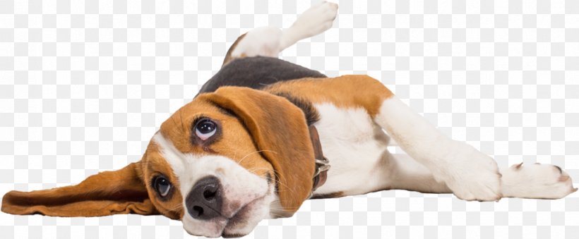 Beagle Dobermann Labrador Retriever Pet Sitting, PNG, 1022x423px, Beagle, American Kennel Club, Basset Hound, Breed, Carnivoran Download Free