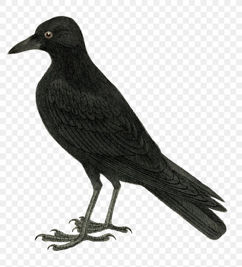 Bird Clip Art Crow Common Raven Openclipart, PNG, 1500x1656px, Bird, American Crow, Beak, Blackbird, Common Raven Download Free