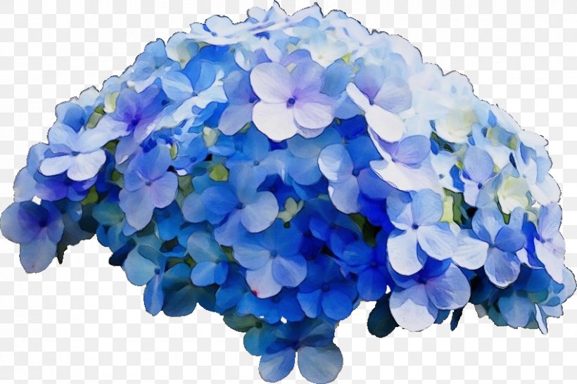 Blue Watercolor Flowers, PNG, 849x566px, Watercolor, Blue, Climbing Hydrangea, Cobalt Blue, Cornales Download Free