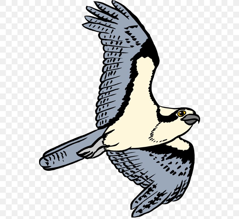 Bird Clip Art Osprey Openclipart Free Content, PNG, 554x750px, Bird, Art, Beak, Bird Of Prey, Cartoon Download Free