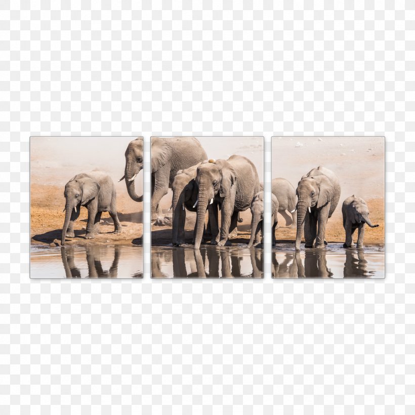 Namib-Naukluft National Park Etosha National Park Skeleton Coast Maasai Mara, PNG, 1024x1024px, Namib, Africa, African Elephant, Desert, Elephant Download Free