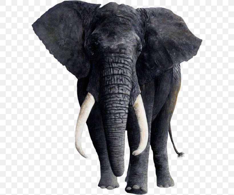African Elephant Tusk Animal Indian Elephant, PNG, 600x684px, Elephant, African Elephant, Animal, Elephants And Mammoths, Highdefinition Television Download Free