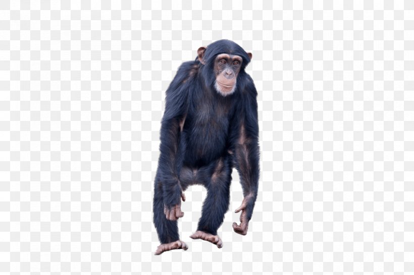 Common Chimpanzee Gorilla Monkey Ape, PNG, 850x567px, Common Chimpanzee, Animal, Ape, Chimpanzee, Fur Download Free