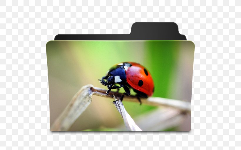 Ladybird Beetle Directory, PNG, 512x512px, 3d Computer Graphics, Ladybird Beetle, Beetle, Desktop Environment, Directory Download Free