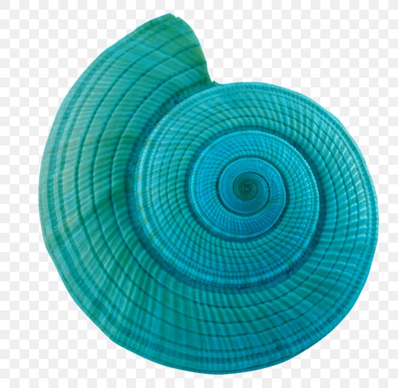 Conch Sea Snail Clip Art, PNG, 800x800px, Conch, Aqua, Blue, Google Images, Handicraft Download Free