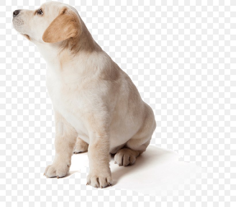 Labrador Retriever Puppy Dog Breed Flying Discs Companion Dog, PNG, 741x719px, Labrador Retriever, Carnivoran, Companion Dog, Disc Dog, Dog Download Free
