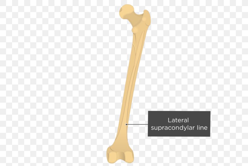 Linea Aspera Medial Condyle Of Femur Gray's Anatomy, PNG, 619x550px, Linea Aspera, Anatomy, Arm, Bone, Fascia Lata Download Free