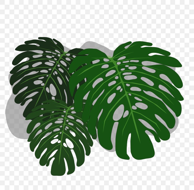 Philodendron Swiss Cheese Plant Desktop Wallpaper Clip Art, PNG, 800x800px, Philodendron, Green, Inkscape, Leaf, Plant Download Free