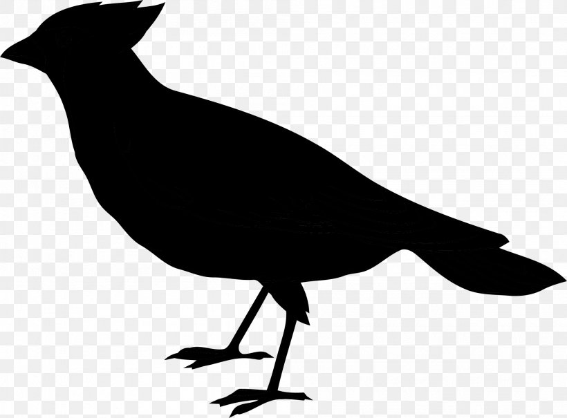 Clip Art Passerine Bird Illustration Vector Graphics, PNG, 2001x1477px, Passerine, Beak, Bird, Blackbird, Common Raven Download Free