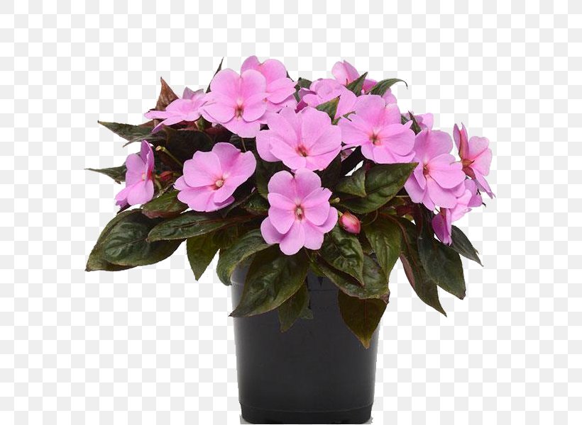 New Guinea Impatiens Seed Violet Plants, PNG, 600x600px, Impatiens, Artificial Flower, Color, Cut Flowers, Flower Download Free