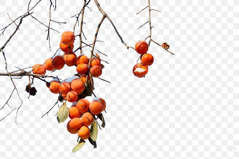 Persimmon Branch Punch Fruit, PNG, 1024x683px, Persimmon, Branch, Designer, Diospyros, Ebony Trees And Persimmons Download Free