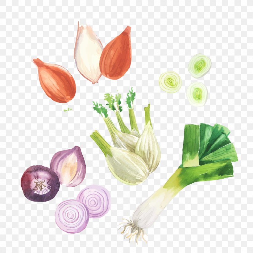 Shallot Vegetable Garlic, PNG, 1000x1000px, Shallot, Cut Flowers, Fennel, Floral Design, Flower Download Free
