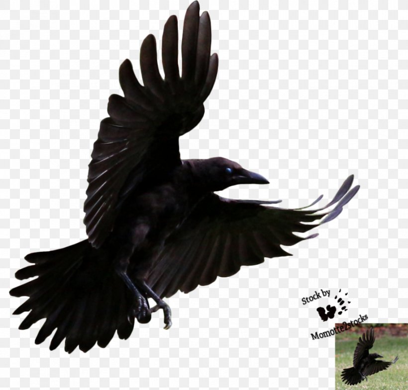 American Crow Bird Hooded Crow Common Raven, PNG, 914x875px, American Crow, Animal, Beak, Bird, Bird Flight Download Free