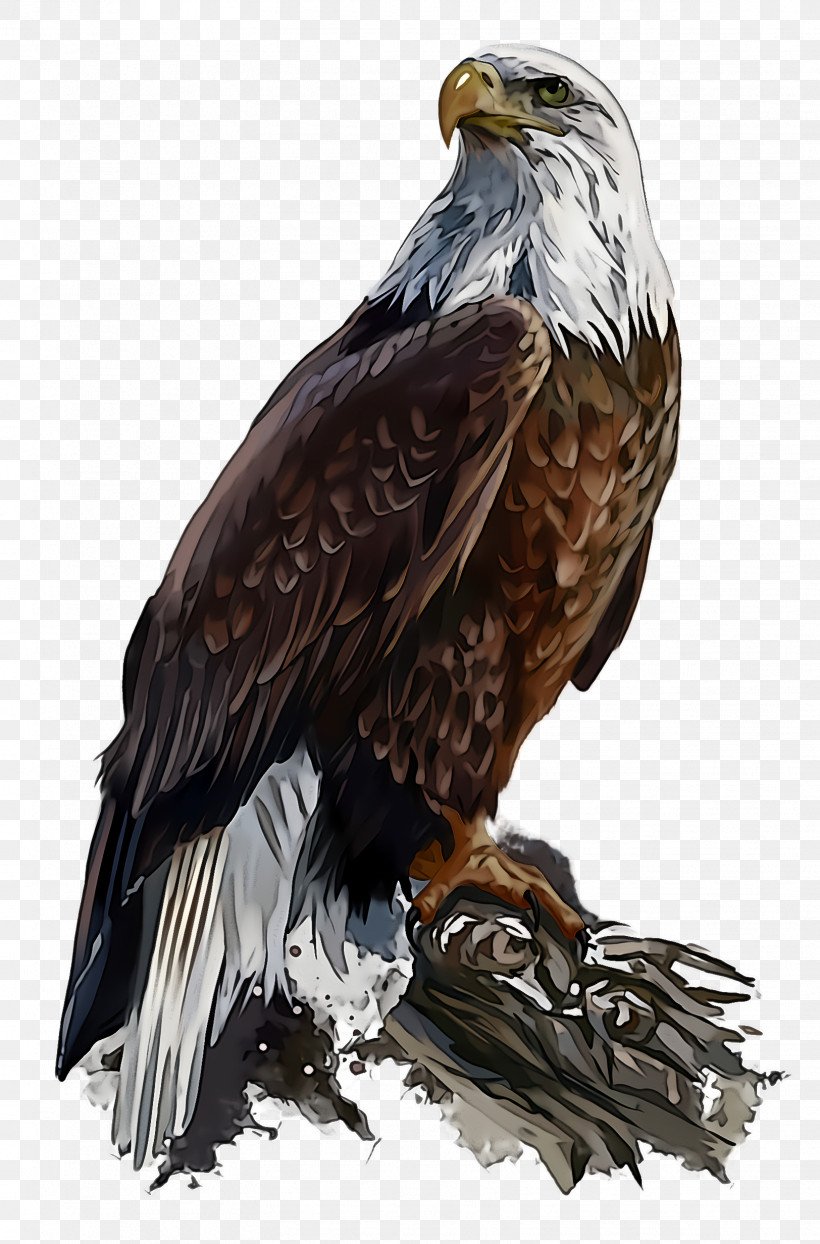 Bird Bird Of Prey Golden Eagle Eagle Accipitridae, PNG, 1624x2464px, Bird, Accipitridae, Bald Eagle, Beak, Bird Of Prey Download Free