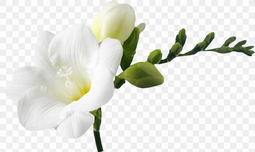 White Cut Flowers, PNG, 1664x996px, White, Blossom, Branch, Bud, Cut Flowers Download Free