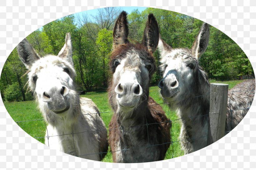 Donkey Mule Clip Art, PNG, 1800x1200px, Donkey, Alpaca, Camel Like Mammal, Cottage, Digital Media Download Free