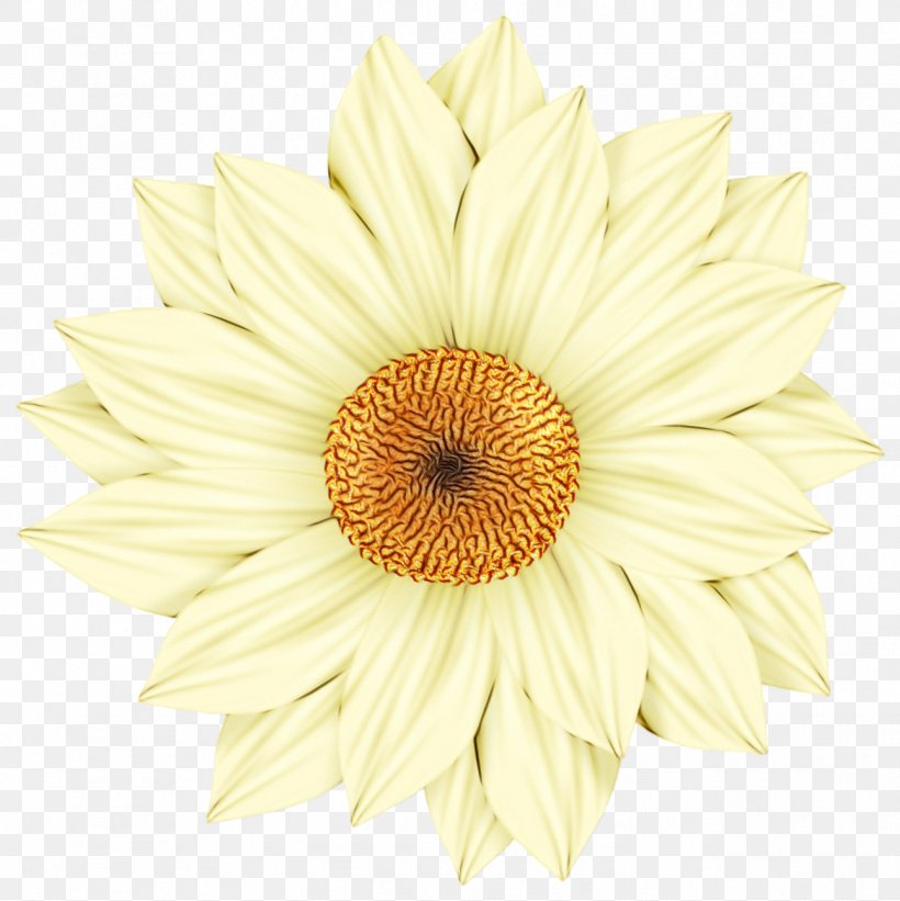 Gerbera White Flower Barberton Daisy Petal, PNG, 1292x1295px, Watercolor, Barberton Daisy, Cut Flowers, Daisy Family, Flower Download Free