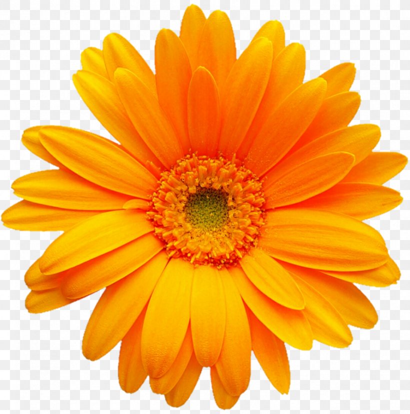 Transvaal Daisy Gerber Format Color Clip Art, PNG, 889x898px, Transvaal Daisy, Annual Plant, Calendula, Chrysanthemum, Chrysanths Download Free