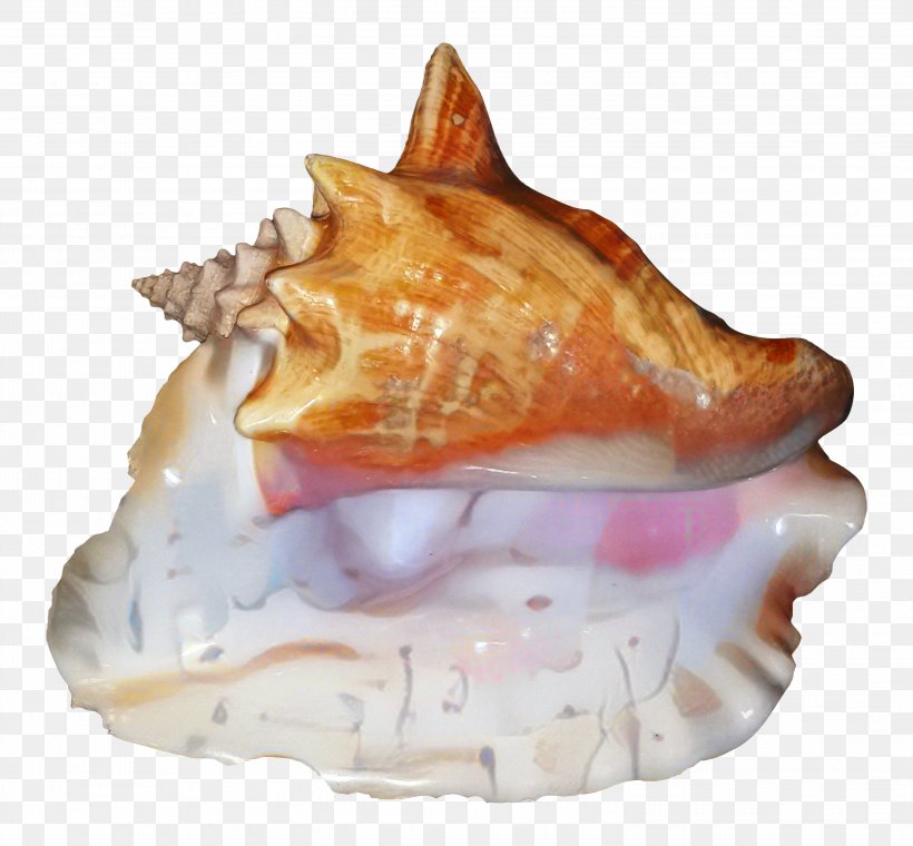 Conch Conch, PNG, 2999x2783px, Conch, Cuisine, Dish, Food, Meringue Download Free