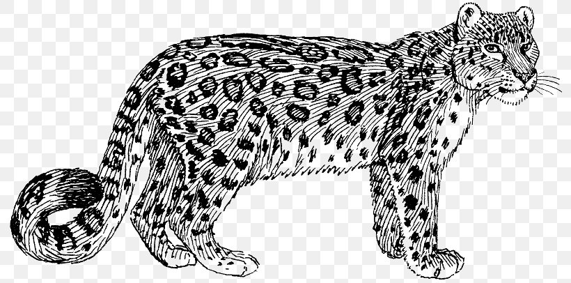 Felidae Cheetah Snow Leopard Tiger Clip Art, PNG, 800x406px, Felidae, Amur Leopard, Animal Figure, Big Cats, Black And White Download Free