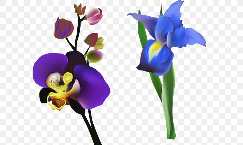Lavender, PNG, 600x488px, Plant Stem, Biology, Cut Flowers, Flower, Iris Download Free