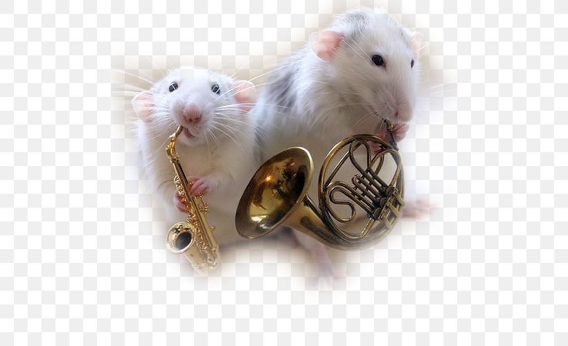 Rat Mouse YouTube Musician Musical Instruments, PNG, 500x500px, Watercolor, Cartoon, Flower, Frame, Heart Download Free