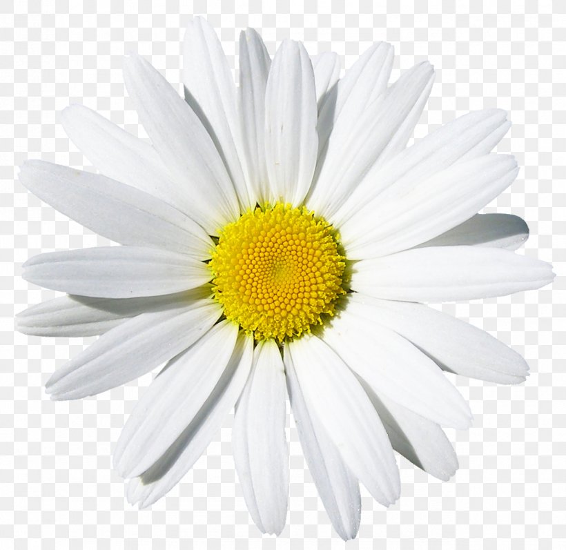 Common Daisy Flower Stock Photography, PNG, 1287x1252px, Common Daisy, Annual Plant, Aster, Birth Flower, Chamaemelum Nobile Download Free