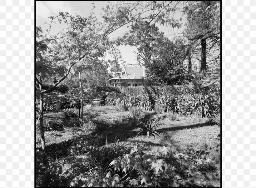 House Church Lane Beowang Road The Australian Homestead Wilson Donna, PNG, 720x602px, House, Artwork, Black And White, Branch, Cottage Download Free