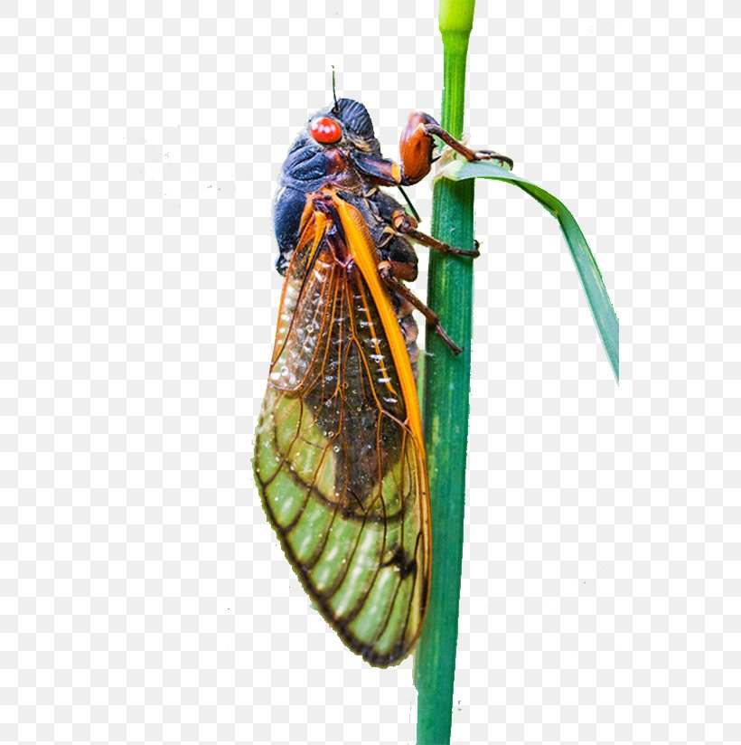 Cicadas Insect Cicadidae Computer File, PNG, 550x824px, Cicadas, Arthropod, Cicada, Cicadidae, Color Download Free