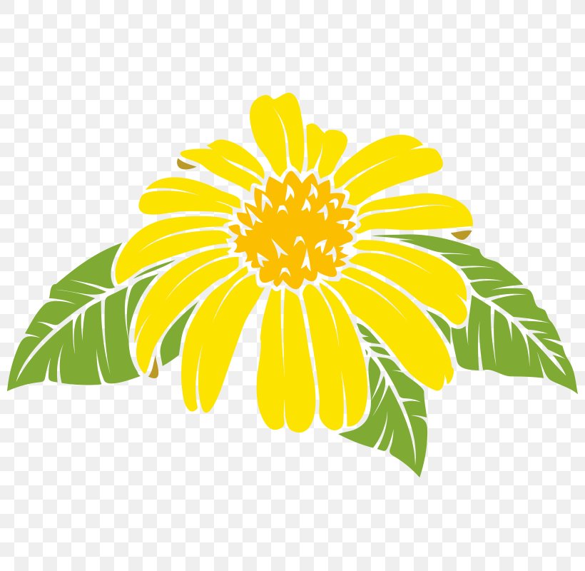 Common Daisy Common Sunflower Oxeye Daisy Chrysanthemum Dahlia, PNG, 800x800px, Common Daisy, Chrysanthemum, Chrysanths, Common Sunflower, Cut Flowers Download Free