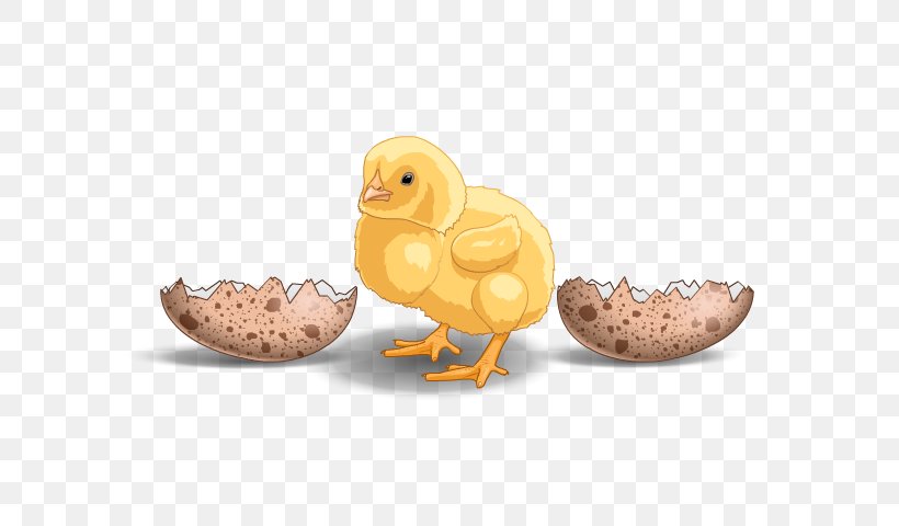 Duck Beak Chicken As Food, PNG, 640x480px, Duck, Beak, Bird, Chicken, Chicken As Food Download Free