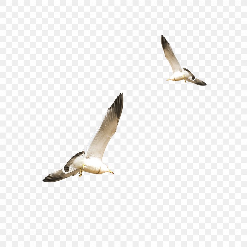 European Herring Gull Gulls Flight Bird, PNG, 2000x2000px, European Herring Gull, American Herring Gull, Animal, Animal Migration, Beak Download Free