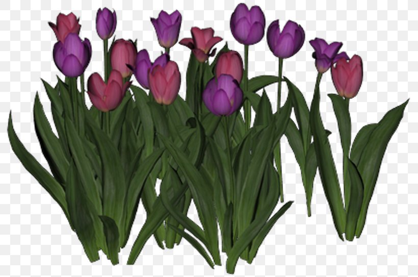 Tulip Cut Flowers Floristry Flower Bouquet, PNG, 800x543px, Tulip, Author, Blogger, Chomikujpl, Com Download Free