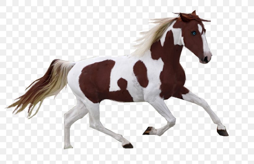 American Paint Horse Mustang Pony Pinto Horse Mane, PNG, 800x531px, American Paint Horse, Animal, Animal Figure, Bridle, Colt Download Free