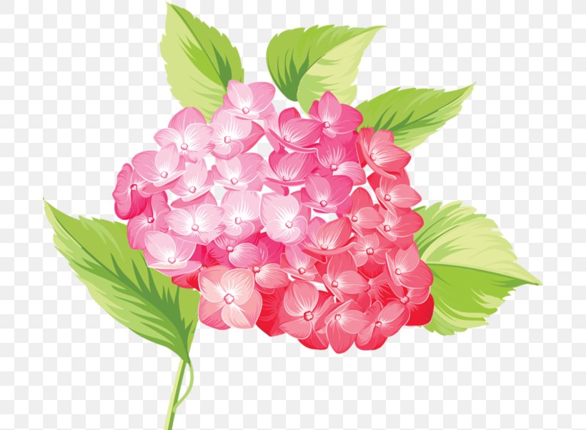 Flower Clip Art, PNG, 700x602px, Flower, Cornales, Cut Flowers, Drawing, Flowering Plant Download Free