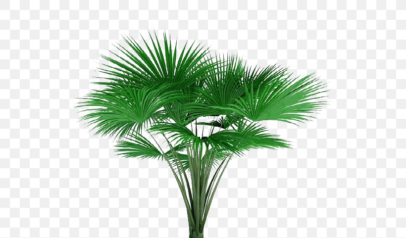 Asian Palmyra Palm Lodoicea Tree Photography Plant, PNG, 572x481px, Asian Palmyra Palm, Arecaceae, Arecales, Borassus Flabellifer, Date Palm Download Free