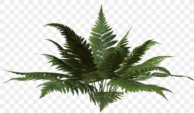 California Photography Boomn, PNG, 1386x808px, California, Advertising, Cannabis, Fern, Ferns And Horsetails Download Free