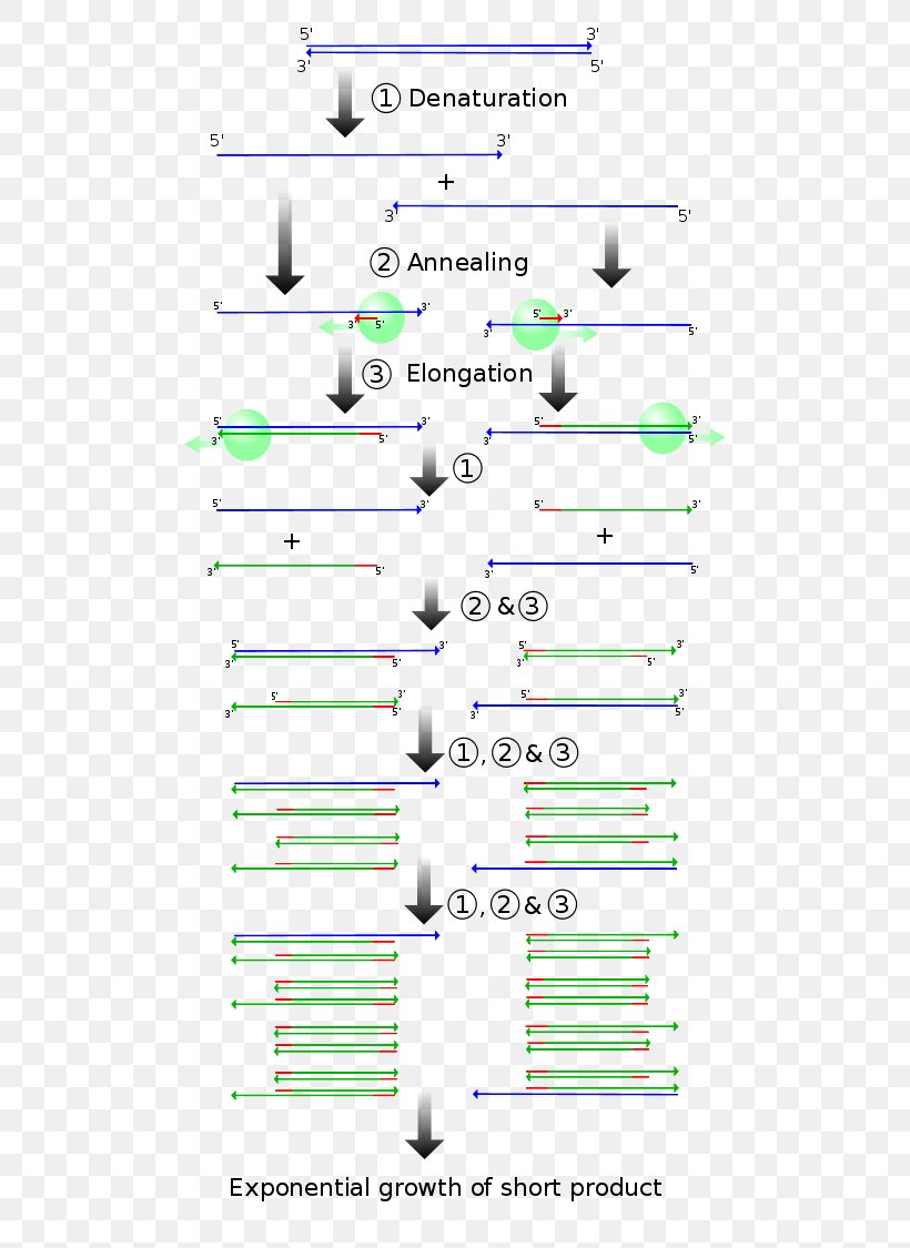 Real-time Polymerase Chain Reaction Molecular Cloning DNA Polymerase Gene, PNG, 500x1125px, Polymerase Chain Reaction, Area, Cloning, Complementary Dna, Diagram Download Free