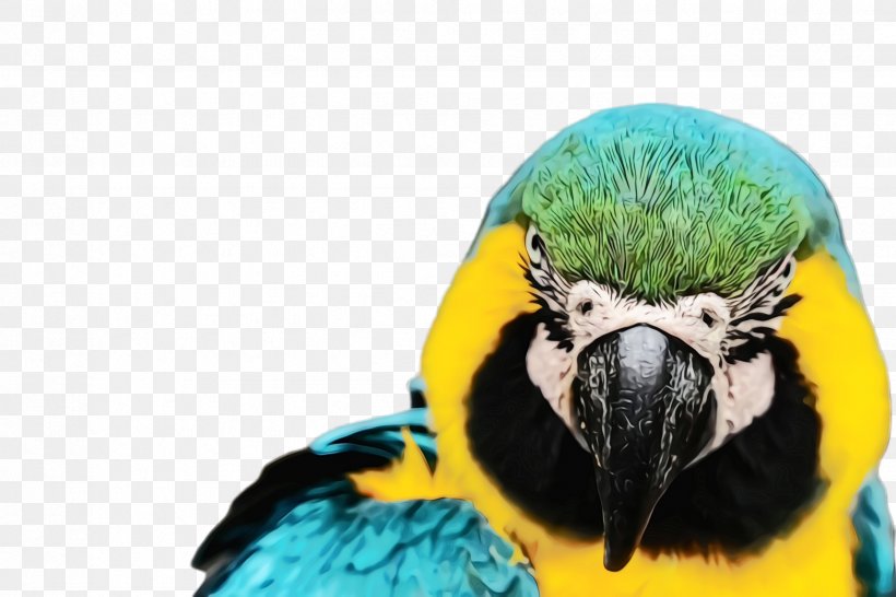 Colorful Background, PNG, 2448x1632px, Parrot, Adaptation, Beak, Bird, Colorful Download Free