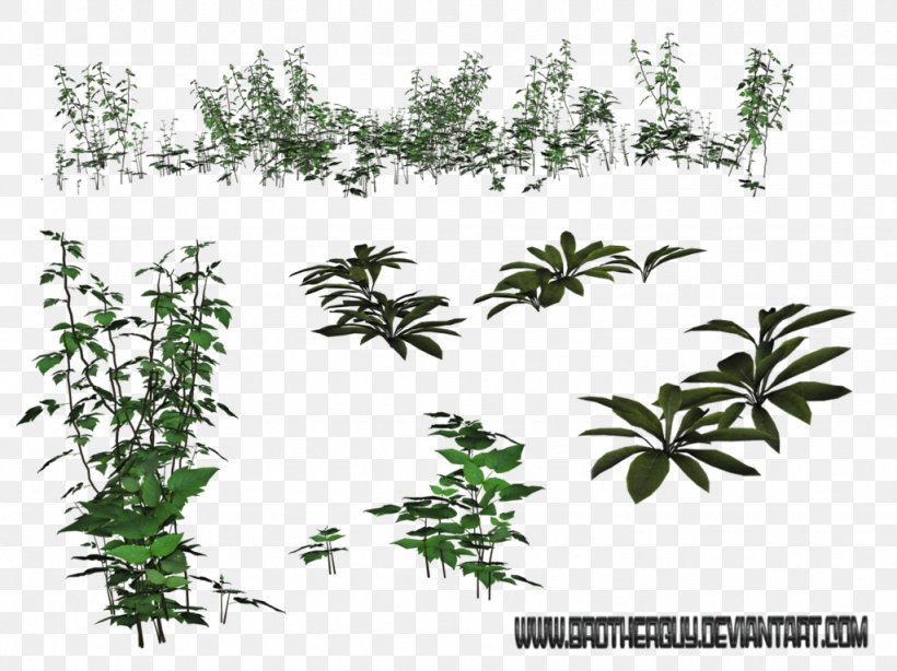 Flora Subshrub Plant Stem Flower, PNG, 1024x767px, Flora, Branch, Branching, Evergreen, Flower Download Free