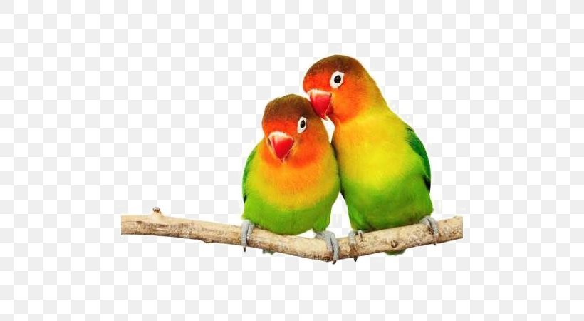 Parrotlet Fischer's Lovebird Image, PNG, 600x450px, Parrot, Beak, Bird, Bird Supply, Common Pet Parakeet Download Free