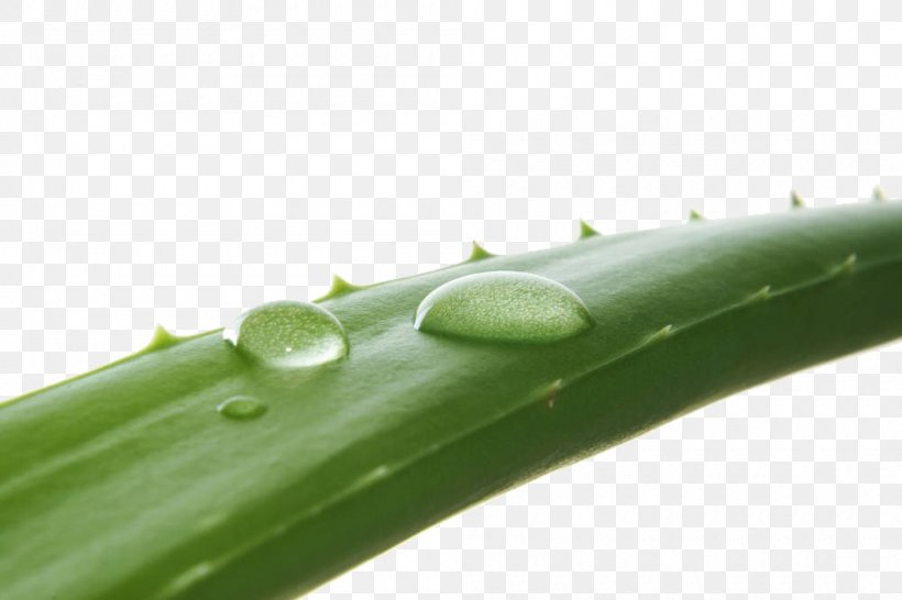 Aloe Vera Stock Photography Royalty-free, PNG, 1000x666px, Aloe Vera, Aloe, Forever Living Products, Fotosearch, Grass Family Download Free