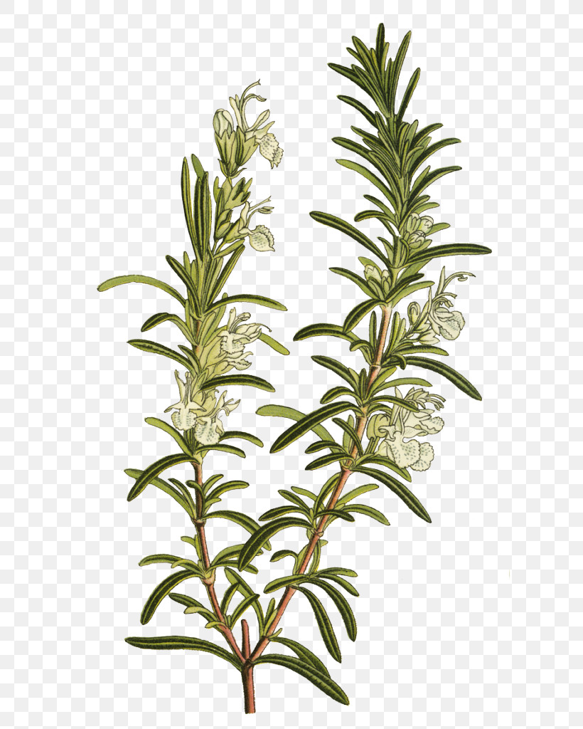 Rosemary, PNG, 697x1024px, Plant Stem, Biology, Branch, Herb, Herbal Medicine Download Free