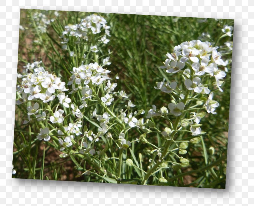 Alisons Lepidium Alyssoides Mesa Plant, PNG, 800x666px, Alisons, Alyssum, Desert, Flower, Flowering Plant Download Free