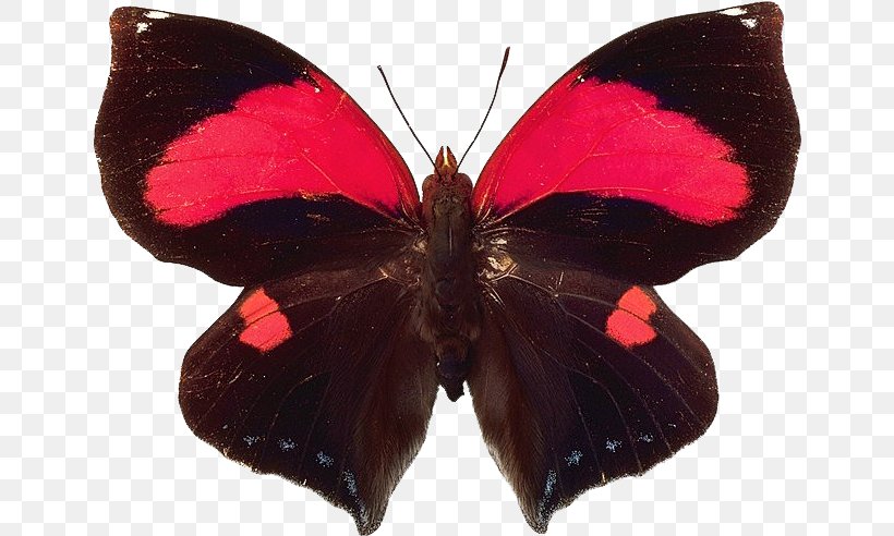 Butterfly Insect Papillon Dog Mariposas (Butterflies), PNG, 650x492px, Butterfly, Arthropod, Brush Footed Butterfly, Butterflies And Moths, Cyrestis Camillus Download Free