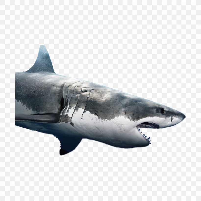 Great White Shark Background, PNG, 2896x2896px, Shark, Animal, Bull Shark, Carcharhiniformes, Cartilaginous Fish Download Free