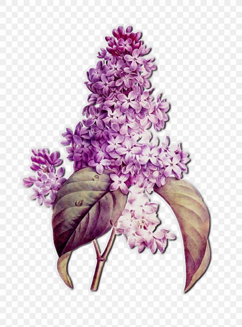 Lilac Flower Lilac Plant Purple, PNG, 2000x2700px, Watercolor, Buddleia, Cut Flowers, Flower, Lilac Download Free
