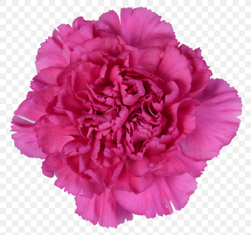 Pink Flower Petal Carnation Plant, PNG, 800x768px, Pink, Carnation, Chinese Peony, Common Peony, Cut Flowers Download Free